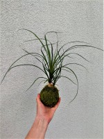 /album/aktualne-k-prodeji/img-20190514-094606-resized-20190514-100112626-2-jpg/